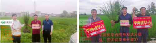 平兩優(yōu)華占我們在行動，你還在等什么？