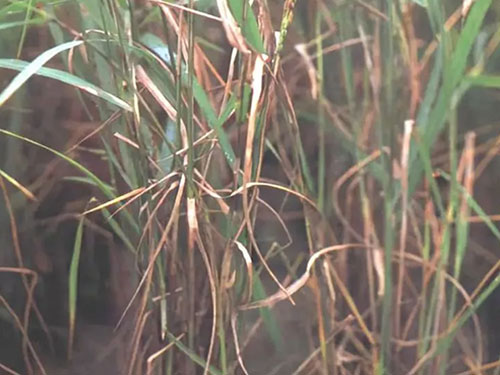 湖南興隆種業(yè)有限公司,長沙稻谷種植與銷售,長沙農(nóng)作物品種的選育,長沙農(nóng)業(yè)病蟲害防治服務(wù) 湖南興隆種業(yè)有限公司,長沙稻谷種植與銷售,長沙農(nóng)作物品種的選育,長沙農(nóng)業(yè)病蟲害防治服務(wù)