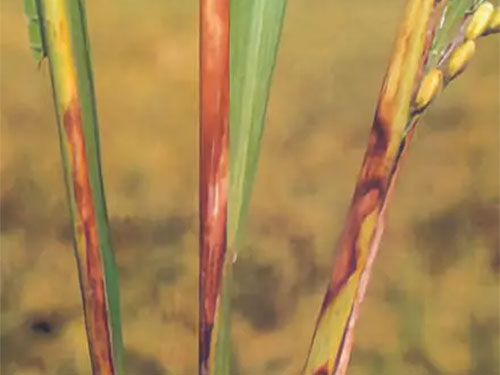 湖南興隆種業(yè)有限公司,長沙稻谷種植與銷售,長沙農(nóng)作物品種的選育,長沙農(nóng)業(yè)病蟲害防治服務(wù) 湖南興隆種業(yè)有限公司,長沙稻谷種植與銷售,長沙農(nóng)作物品種的選育,長沙農(nóng)業(yè)病蟲害防治服務(wù)