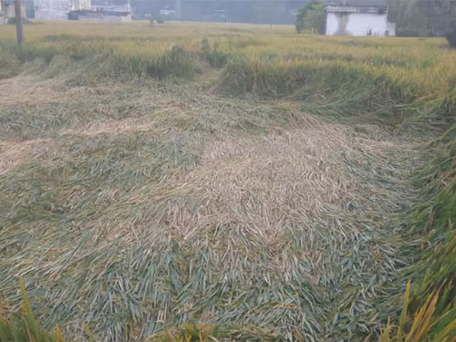 湖南興隆種業(yè)有限公司,長沙稻谷種植與銷售,長沙農(nóng)作物品種的選育,長沙農(nóng)業(yè)病蟲害防治服務(wù) 湖南興隆種業(yè)有限公司,長沙稻谷種植與銷售,長沙農(nóng)作物品種的選育,長沙農(nóng)業(yè)病蟲害防治服務(wù)