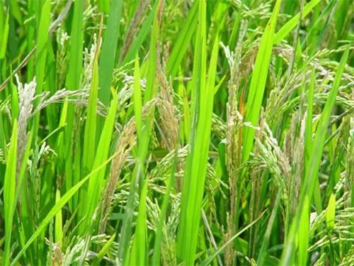 湖南興隆種業(yè)有限公司,長沙稻谷種植與銷售,長沙農(nóng)作物品種的選育,長沙農(nóng)業(yè)病蟲害防治服務(wù) 湖南興隆種業(yè)有限公司,長沙稻谷種植與銷售,長沙農(nóng)作物品種的選育,長沙農(nóng)業(yè)病蟲害防治服務(wù)