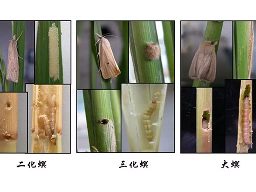 湖南興隆種業(yè)有限公司,長沙稻谷種植與銷售,長沙農(nóng)作物品種的選育,長沙農(nóng)業(yè)病蟲害防治服務(wù) 湖南興隆種業(yè)有限公司,長沙稻谷種植與銷售,長沙農(nóng)作物品種的選育,長沙農(nóng)業(yè)病蟲害防治服務(wù)