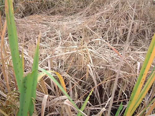湖南興隆種業(yè)有限公司,長沙稻谷種植與銷售,長沙農(nóng)作物品種的選育,長沙農(nóng)業(yè)病蟲害防治服務(wù) 湖南興隆種業(yè)有限公司,長沙稻谷種植與銷售,長沙農(nóng)作物品種的選育,長沙農(nóng)業(yè)病蟲害防治服務(wù)