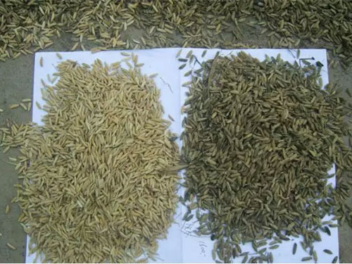 湖南興隆種業(yè)有限公司,長沙稻谷種植與銷售,長沙農(nóng)作物品種的選育,長沙農(nóng)業(yè)病蟲害防治服務(wù) 湖南興隆種業(yè)有限公司,長沙稻谷種植與銷售,長沙農(nóng)作物品種的選育,長沙農(nóng)業(yè)病蟲害防治服務(wù)