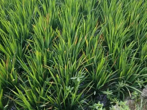 湖南興隆種業(yè)有限公司,長沙稻谷種植與銷售,長沙農(nóng)作物品種的選育,長沙農(nóng)業(yè)病蟲害防治服務(wù) 湖南興隆種業(yè)有限公司,長沙稻谷種植與銷售,長沙農(nóng)作物品種的選育,長沙農(nóng)業(yè)病蟲害防治服務(wù)