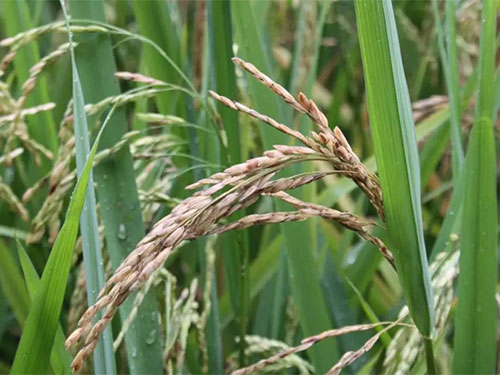 湖南興隆種業(yè)有限公司,長沙稻谷種植與銷售,長沙農(nóng)作物品種的選育,長沙農(nóng)業(yè)病蟲害防治服務(wù) 湖南興隆種業(yè)有限公司,長沙稻谷種植與銷售,長沙農(nóng)作物品種的選育,長沙農(nóng)業(yè)病蟲害防治服務(wù)