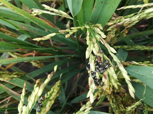 湖南興隆種業(yè)有限公司,長沙稻谷種植與銷售,長沙農(nóng)作物品種的選育,長沙農(nóng)業(yè)病蟲害防治服務(wù) 湖南興隆種業(yè)有限公司,長沙稻谷種植與銷售,長沙農(nóng)作物品種的選育,長沙農(nóng)業(yè)病蟲害防治服務(wù)