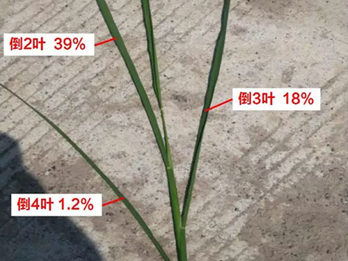湖南興隆種業(yè)有限公司,長沙稻谷種植與銷售,長沙農(nóng)作物品種的選育,長沙農(nóng)業(yè)病蟲害防治服務(wù) 湖南興隆種業(yè)有限公司,長沙稻谷種植與銷售,長沙農(nóng)作物品種的選育,長沙農(nóng)業(yè)病蟲害防治服務(wù)