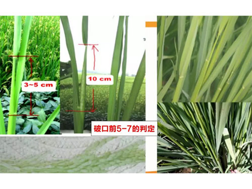 湖南興隆種業(yè)有限公司,長沙稻谷種植與銷售,長沙農(nóng)作物品種的選育,長沙農(nóng)業(yè)病蟲害防治服務(wù) 湖南興隆種業(yè)有限公司,長沙稻谷種植與銷售,長沙農(nóng)作物品種的選育,長沙農(nóng)業(yè)病蟲害防治服務(wù)