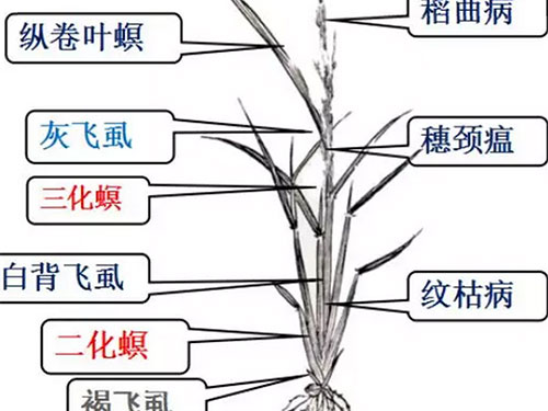湖南興隆種業(yè)有限公司,長沙稻谷種植與銷售,長沙農(nóng)作物品種的選育,長沙農(nóng)業(yè)病蟲害防治服務(wù) 湖南興隆種業(yè)有限公司,長沙稻谷種植與銷售,長沙農(nóng)作物品種的選育,長沙農(nóng)業(yè)病蟲害防治服務(wù)