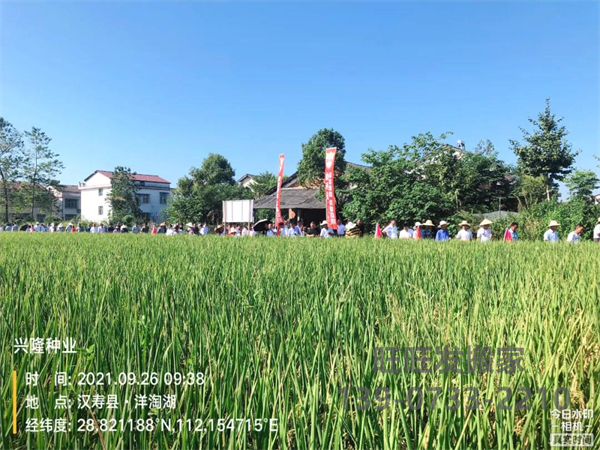 湖南興隆種業(yè)有限公司,長沙稻谷種植與銷售,長沙農(nóng)作物品種的選育,長沙農(nóng)業(yè)病蟲害防治服務(wù)
