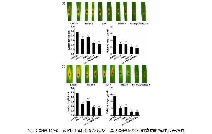湖南興隆種業(yè)有限公司,長(zhǎng)沙稻谷種植與銷售,長(zhǎng)沙農(nóng)作物品種的選育,長(zhǎng)沙農(nóng)業(yè)病蟲(chóng)害防治服務(wù)